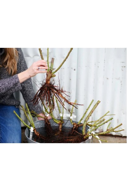 Троянда Arrow Folies - саджанці голий корінь